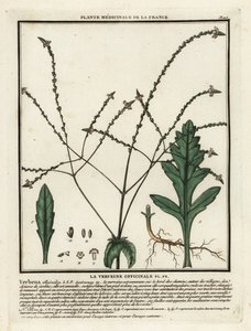 Echtes Eisenkraut, Verbena officinalis