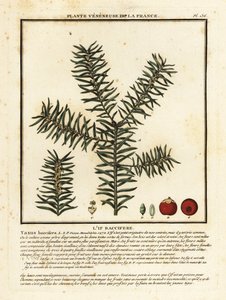 Gemeine Eibe oder Englische Eibe, Taxus baccata von Unbekannter Künstler