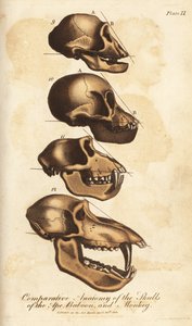 Vergleichende Anatomie der Schädel von Affe, Pavian und Affe - Handkolorierter Kupferstich aus Ebenezer Siblys Universal System of Natural History, London