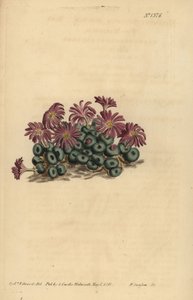 Conophytum minutum (Kleine Feigen-Mittagsblume, Mesembryanthemum minutum) von Unbekannt