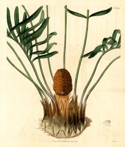 Coontie, Zamia pumila var. männlich. Handkolorierter Kupferstich von Weddell aus Samuel Curtis