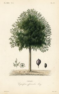 Kopaivabaum, Copaifera officinalis