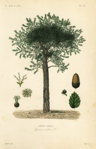 Korkeiche, Quercus suber