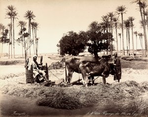 Getreideernte in Ägypten. von Unbekannter Künstler