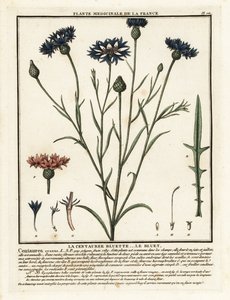 Kornblume, Cyanus segetum