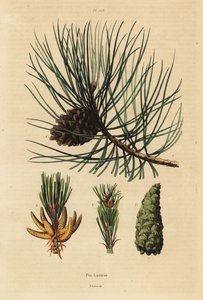 Korsische Kiefer, Pinus nigra subsp.