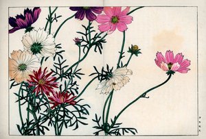 Kosmosarten in verschiedenen Farben von weiß bis rosa. Kosmos, Cosmos bipinnatus. Handkolorierter Holzschnitt aus Konan Tanigamis „Seiyou Sokazufu“ (Bildalbum westlicher Pflanzen und Blumen: Herbst Winter), Unsodo, Kyoto