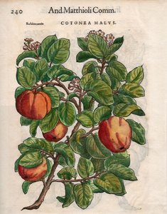Cotonea Malvs. aus Pietro Andrea Mattiolis 