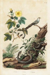 Baumwolle, Kuckuck und Grasnatter, 1834-1839
