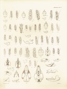 Schädel und Zähne verschiedener Nagetiere beschrieben von Charles Darwin während seiner Erkundungsreise an Bord der Beagle. Tafel aus „The Zoology of the voyage of H.M.S. Beagle under the command of Captain Fitzroy during the years 1832 to 1836“ bearbeitet