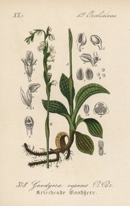 Kriechende Goodyere - Kriechende Wendelähre, Goodyera repens. Handkolorierte Lithographie aus Diederich von Schlechtendals Deutsche Flora (Flora von Deutschland), Jena