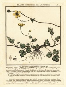 Kriechender Hahnenfuß, Ranunculus repens