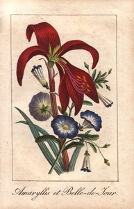 Rote Amaryllis und Zwergwinde, Hippeastrum und Convolvulus tricolor von Unbekannter Künstler