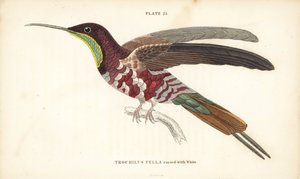 Purpur-Topas, variiert mit Weiß, Topaza pella (Trochilus pella). Handkolorierter Stahlstich von William Lizars aus Sir William Jardines Naturalist