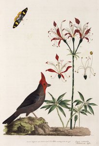 Kreuzschnabel, Lilie und Schmetterling