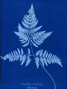 Cyanotypie von Polypodium calcareum von Unbekannt