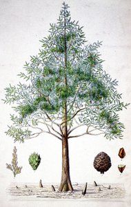 Zypressenbaum, spätes 19. Jahrhundert