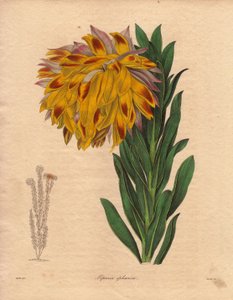 Dahlienvarietät, kugelförmige Liparie (Liparia sphaerica). Illustration von R. Mills in The Botanist, Serie von Benjamin Maund von Unbekannter Künstler
