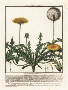 Löwenzahn, Taraxacum campylodes
