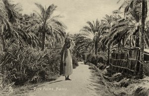 Dattelpalmen, Basra