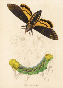 Totenkopfschwärmer, Acherontia atropos. Handkolorierter Stahlstich aus Georg Friedrich Treitschkes Naturhistorischer Bildersaal des Thierreiches, Leipzig-1842. von Unbekannter Künstler