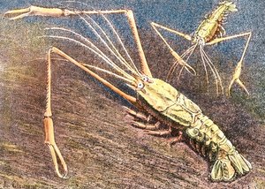 Tiefwassergarnele von Unbekannter Künstler