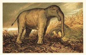 Deinotherium giganteum, großer prähistorischer Verwandter der heutigen Elefanten. 1908