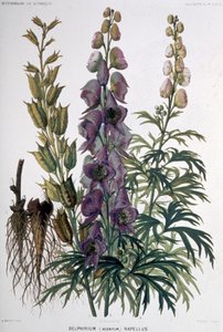 Delphinium Napellus