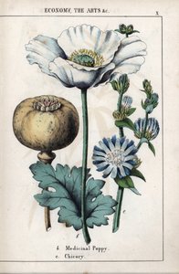 Beschreibung einer medizinischen Mohnblume mit weißer Blüte und blauer Chicorée-Blüte. Chromolithographie in „Recueil d