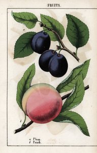 Beschreibung von Früchten: blaue Pflaume (Quetsche) und Pfirsich von Unbekannter Künstler