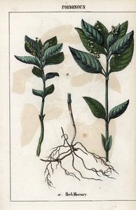 Beschreibung der einjährigen Mercuriale, Pflanzenblüten, Früchte und Wurzeln von Unbekannter Künstler