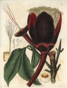 Beschreibung der großen dunkelbraunen Blüte eines Pekannussbaums, der essbare Nüsse, Pekannüsse, produziert. Pflanze aus Südamerika. Illustration von William Jackson Hooker (1785-1865), britischer Botaniker und Schriftsteller, Professor an der Universitä