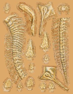 Dinosaurierknochen auf farbigem Hintergrund, Nahaufnahme von Unbekannt