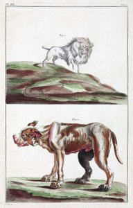 Hunde von Unbekannt