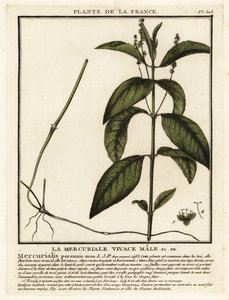 Wald-Bingelkraut, Mercurialis perennis von Unbekannter Künstler
