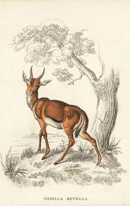 Dorcasgazelle, Gazella dorcas (gewöhnlicher Kevel, Gazella kevella). Gefährdet. Nach einer Illustration von James Stewart. Handkolorierte Lithographie aus Georg Friedrich Treitschkes Galerie der Naturgeschichte, Naturhistorischer Bildersaal des Tierreiches von Unbekannter Künstler