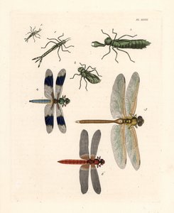Libellenlarvenformen 1,2,3, gewöhnliche Weißschwanzlibelle, Libellula lydia 4, grüne Mosaikjungfer, Anax junius 5, und scharlachroter Schwärmer oder purpurroter Darter, Crocothemis servilia 6. Handkolorierte Lithographie aus John O. Westwood