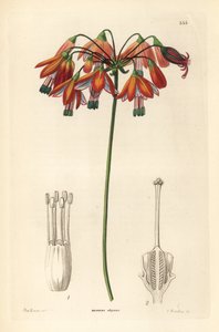 Korallentropfen oder elegante Bessera, Bessera elegans. Handkolorierter Kupferstich von G. Barclay nach Miss Sarah Drake aus John Lindley und Robert Sweets 
