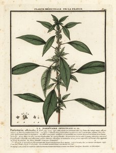 Mauerraute, Parietaria officinalis