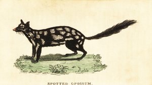 Östlicher Quoll, Dasyurus viverrinus (Gravur) von Unbekannter Künstler