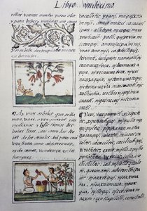 Essbare Pflanzen, rote Bohnen, Seite aus Buch XI des Florentiner Kodex, zweisprachige Version in Spanisch und Nahuatl, Allgemeine Geschichte der Dinge von Neuspanien, von Fray Bernardino de Sahagun von William M. Timlin