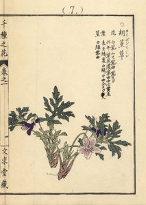 Eizan-Sumire-Gold, Eizan-Veilchen, Viola eizanensis. Handkolorierter Holzschnitt von Kono Bairei aus Senshu no Hana (Tausend Blumenarten), Bunkyudo, Kyoto von Unbekannter Künstler