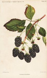Eldorado-Brombeere, Rubus fruticosus. Chromolithographie von Hoen nach einer botanischen Illustration von D.G. Passmore aus dem Bericht des Pomologen, US-Landwirtschaftsministerium