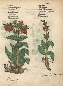 Alant, Inula helenium, und Enzianspezies. Handkolorierter Holzschnitt einer botanischen Illustration aus Adam Lonicers Kräuterbuch, Frankfurt von Unbekannter Künstler
