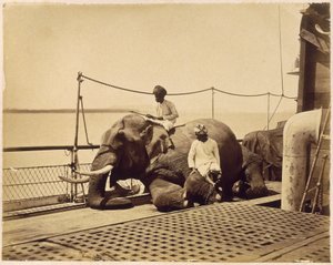 Elefant auf dem Deck eines Schiffes, Penang, Malaya von Unbekannt