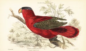 Gefährdeter Purpurnackenlori, Lorius domicella. 1889 (Gravur) von Unbekannter Künstler