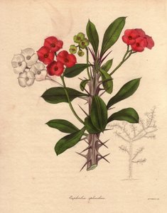Euphorbia milii, auch Dornenkrone oder Christusdorn genannt von Unbekannter Künstler