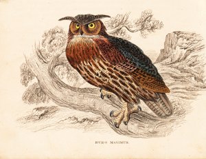 Uhu, Bubo bubo. Handkolorierter Stahlstich aus Georg Friedrich Treitschkes Naturhistorischer Bildersaal des Thierreiches, Leipzig.
