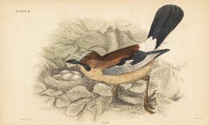 Eichelhäher, Garrulus glandarius, mit Nest und Eiern. 1889 (Gravur) von Unbekannter Künstler