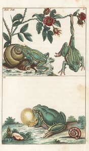 Europäische und italienische Frösche - Starkes Wasser von Gottlieb Tobias Wilhelm (1758-1811), aus Enzyklopädie der Naturgeschichte: Amphibien von Unbekannter Künstler
